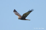 Harrier, Western Marsh (male) @ Oland, Sweden