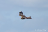 Harrier, Western Marsh (male) @ Oland, Sweden