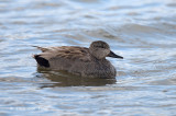 Gadwall (male) @ Varberg, Sweden