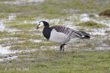 Goose, Barnacle @ Varberg, Sweden