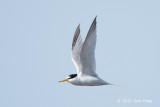 Tern, Little @ Oland, Sweden