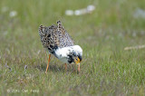 Ruff (male) @ Oland, Sweden