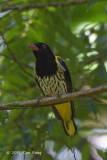 Oriole, Dark-throated (male)