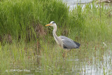 Heron, Gray @ Hornborgasjön, Sweden