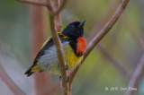 Flowerpecker, Scarlet-breasted (male) @ G Arong