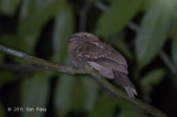 Frogmouth, Goulds (male)