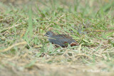 Quail, King (male) @ Punggol Barat