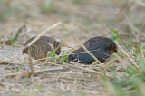 Quail, King (pair) @ Punggol Barat