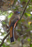 Trogon, Diards (female)