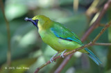 Leafbird, Blue-winged (male)