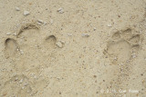 Tapir & Tiger footprints