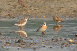 Plover, Lesser Sand @ Seletar