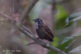 Babbler, Large Wren (male)