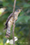 Cuckoo, Malaysian Hawk @ Temiggol Forest