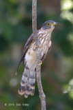 Cuckoo, Malaysian Hawk @ Temiggol Forest