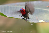 Sunbird, Crimson (male) @ Venus Loop