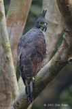 Eagle, Blyths Hawk (adult)