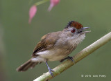Babbler, Rufous-crowned