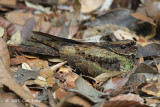 Nightjar, Malaysian Eared