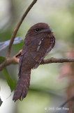 Frogmouth, Goulds