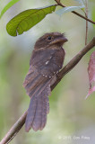 Frogmouth, Goulds