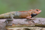 Changeable Lizard (male)