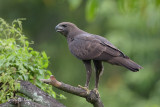 Eagle, Changeable Hawk (dark morph) @ Bidadari