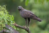 Eagle, Changeable Hawk (dark morph) @ Bidadari