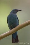 Bluebird, Asian Fairy (female) @ Dairy Farm