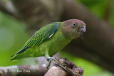 Parrot, Blue-rumped (female) @ Venus Drive