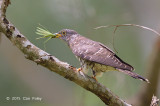 Cuckoo, Indian (juv) @ Bidadari