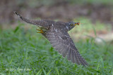 Cuckoo, Indian (juv) @ Bidadari