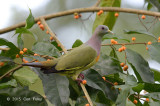 Pigeon, Pink-necked Green (male) @ Bidadari