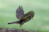 Cuckoo, Indian (juv) @ Bidadari