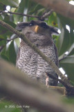 Owl, Barred Eagle (male) @ BTNR