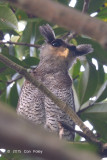 Owl, Barred Eagle (male) @ BTNR