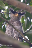 Owl, Barred Eagle (male) @ BTNR