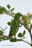 Parrot, Blue-crowned Hanging (male) @ Bishan