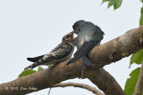 Treeswift, Grey-rumped (male & juv) @ Bishan