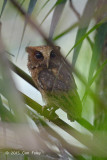 Owl, Reddish Scops