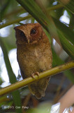 Owl, Reddish Scops