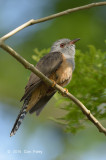 Cuckoo, Plaintive (male) @ Pasir Ris Park