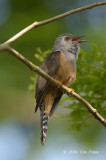Cuckoo, Plaintive (male) @ Pasir Ris Park
