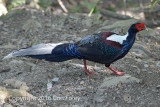 Pheasant, Swinhoe's (male) @ Dasyueshan