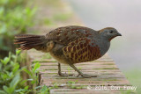 Partridge, Taiwan Bamboo