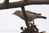 Starling, Chestnut-tailed