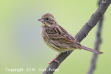 Bunting, Black-faced (female)