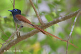 Flycatcher, Blyths Paradise (male)