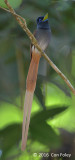 Flycatcher, Blyths Paradise (male)