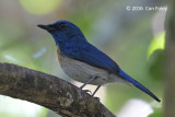 Flycatcher, Malaysian Blue (male)